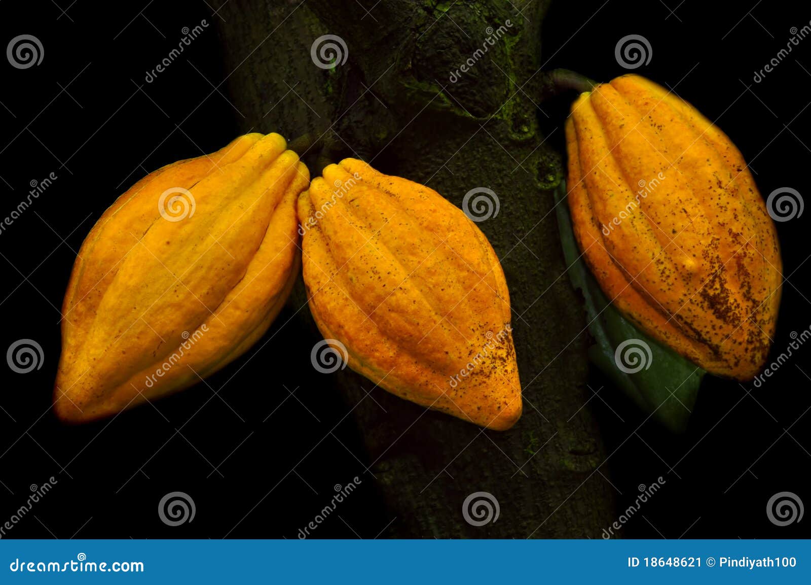 cocoa pods