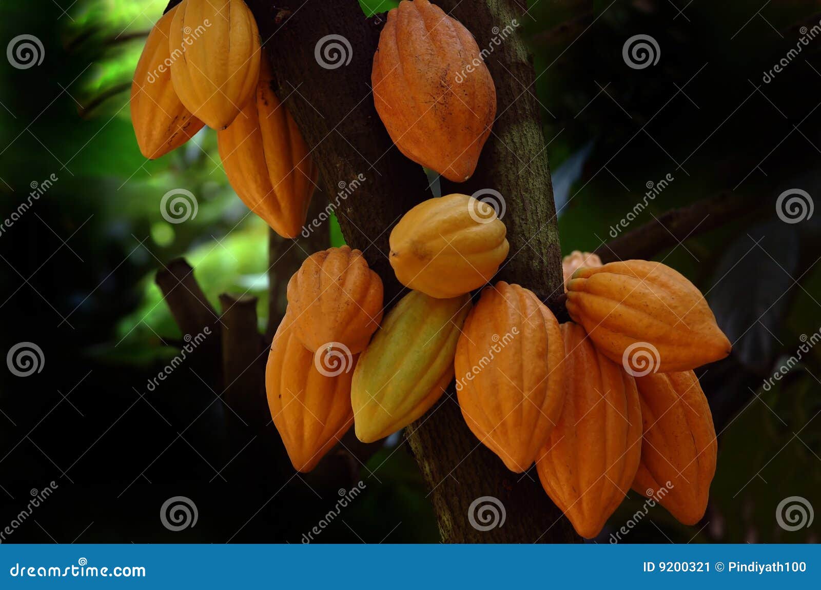 cocoa pods