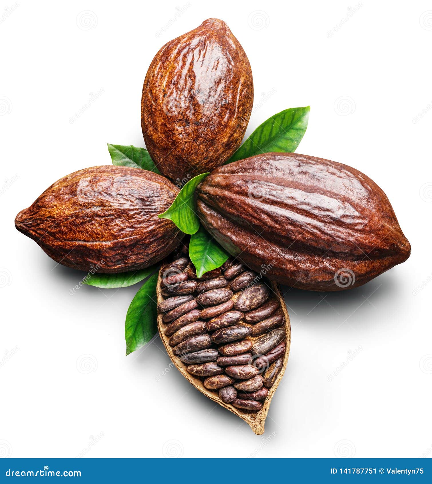 cocoa pods and cocoa beans -chocolate basis on a white background. clipping path