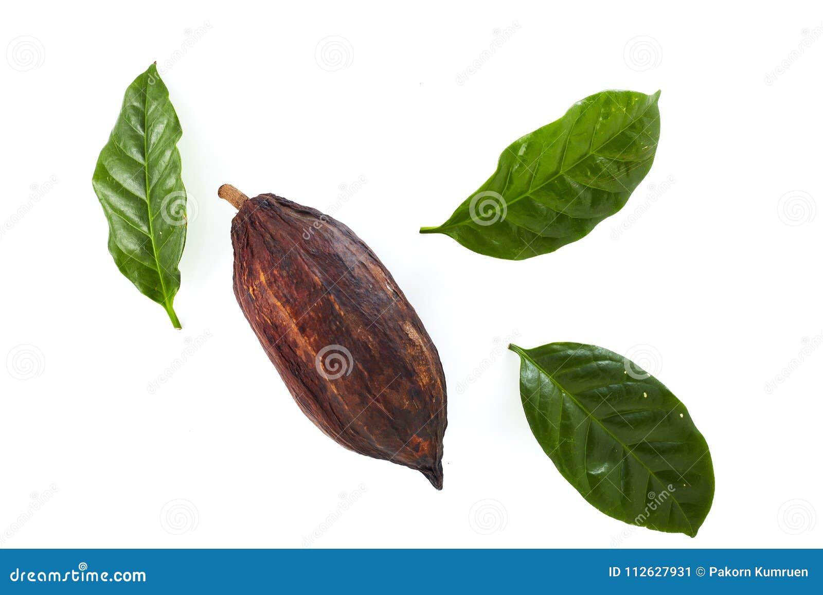 Cocoa pods with Cocoa leaf stock image. Image of open 112627931