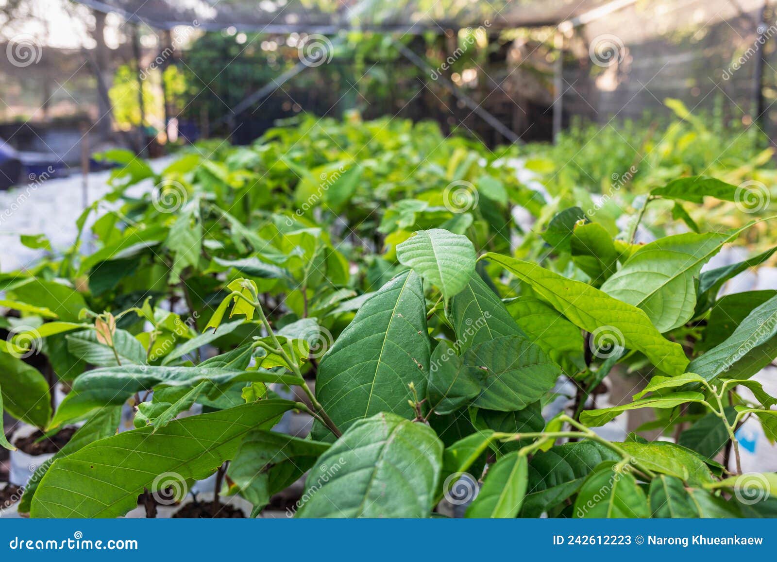 cocoa seedlings growing on the farm