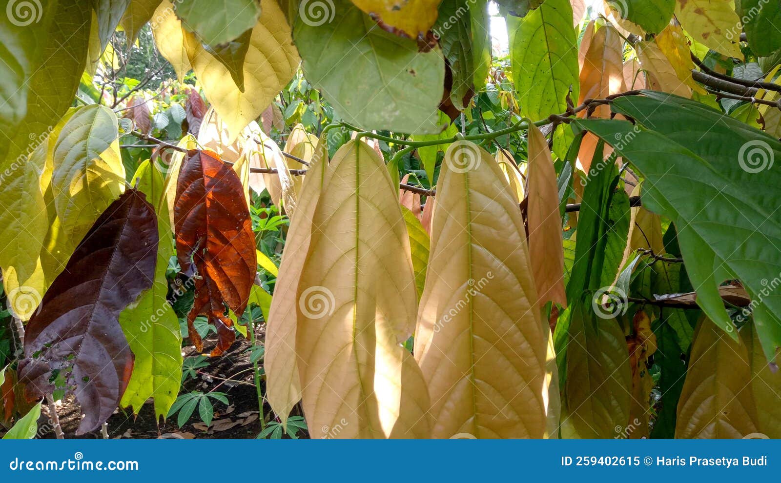 Cocoa Tree Leaves with a Variety of Colors. Stock Image Image of