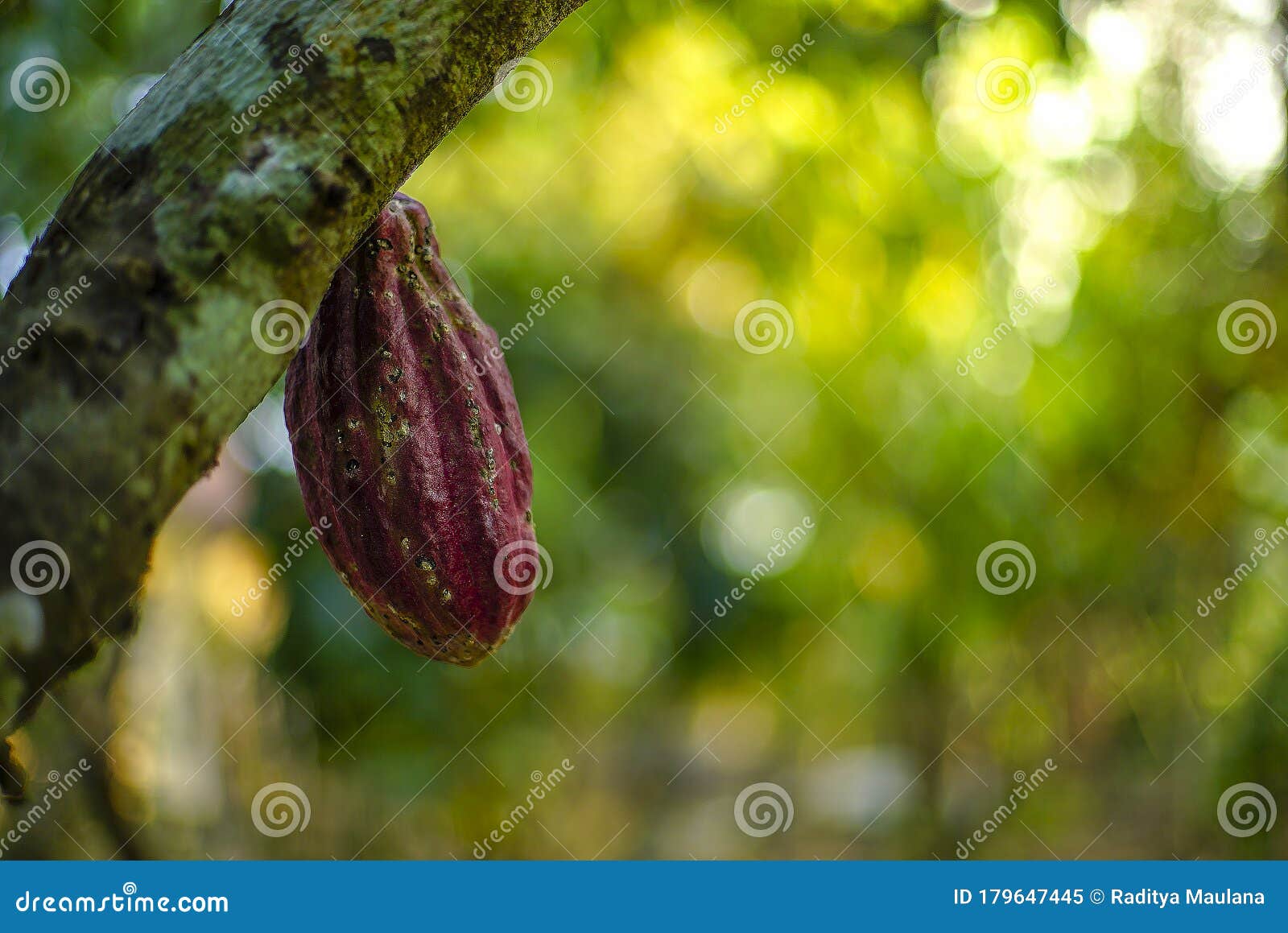 chocolate tree, theobroma cacao with fruits