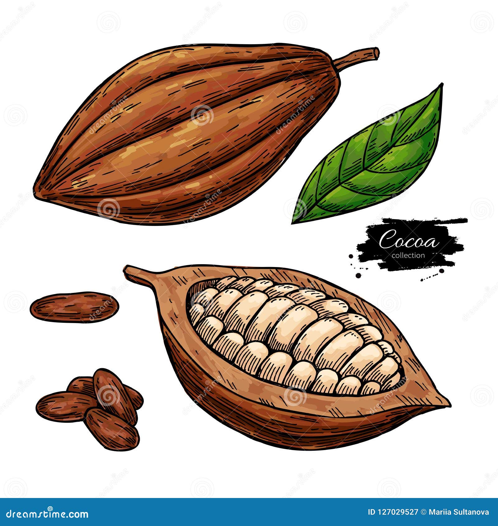 Cocoa Vector Superfood Drawing Set Organic Healthy Food Sketch Stock