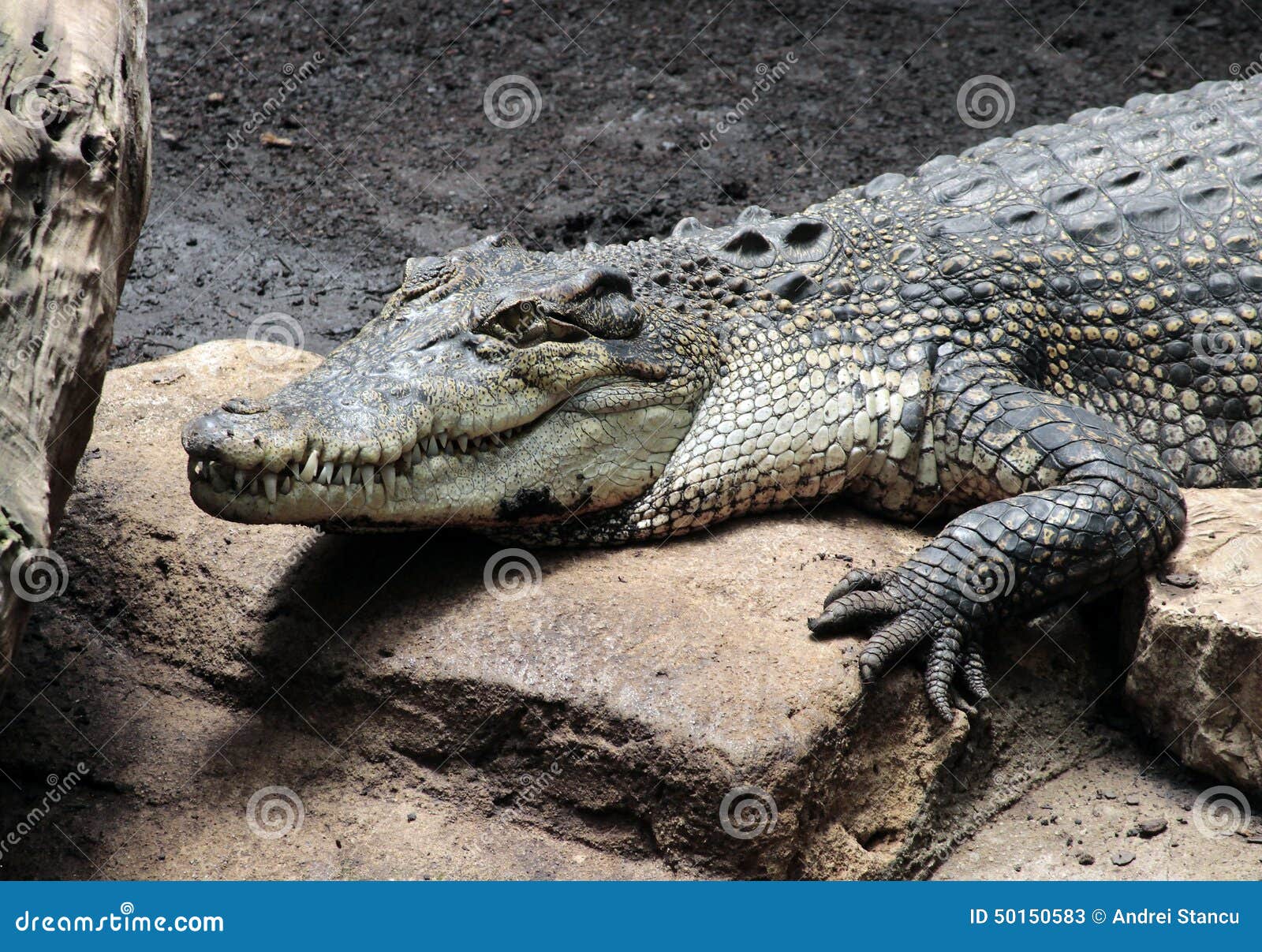 Cocodrilo imagen de archivo. Imagen de pista, trago, primer - 50150583, image size:1600x1207