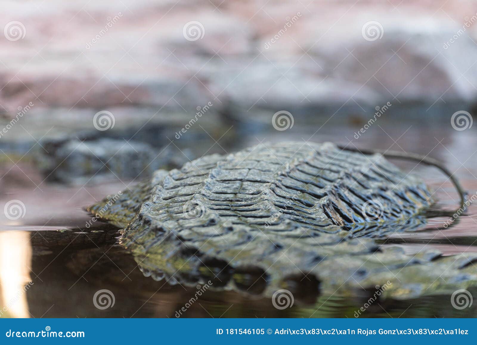 crocodile scales sticking out of the water