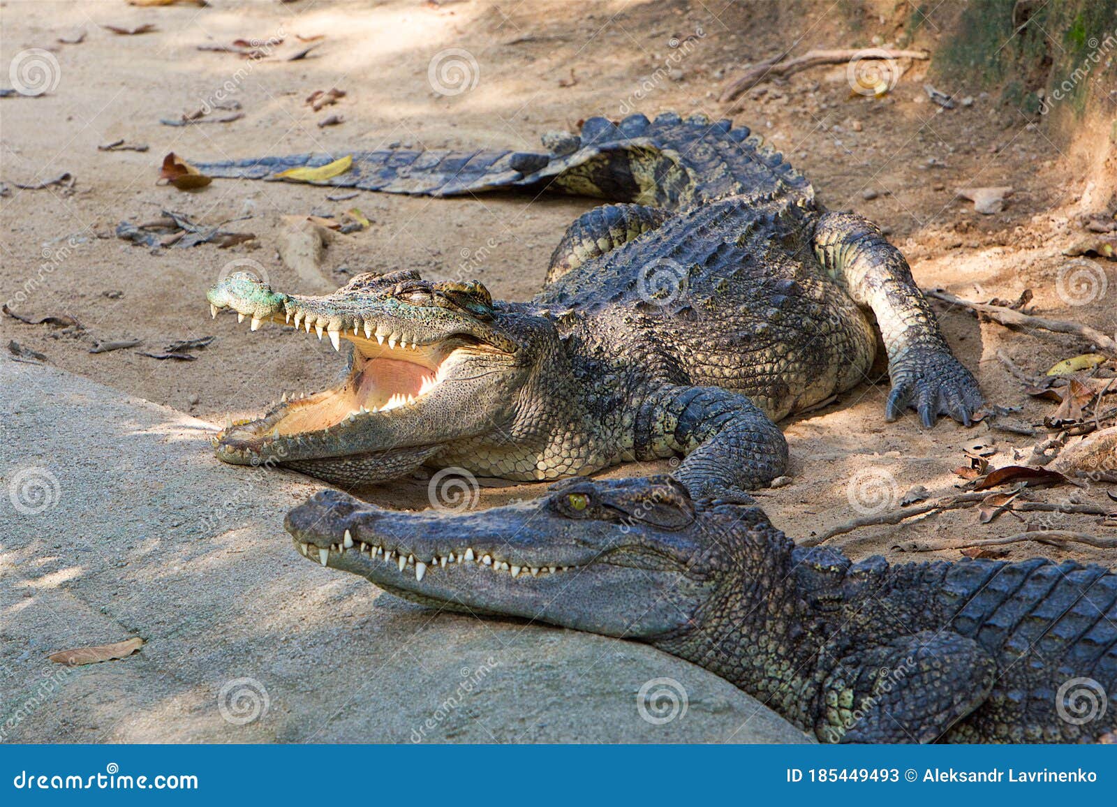 Cocodrilos Y Lagartos En El Zoológico Imagen de archivo - Imagen de lagarto,  granja: 185449493