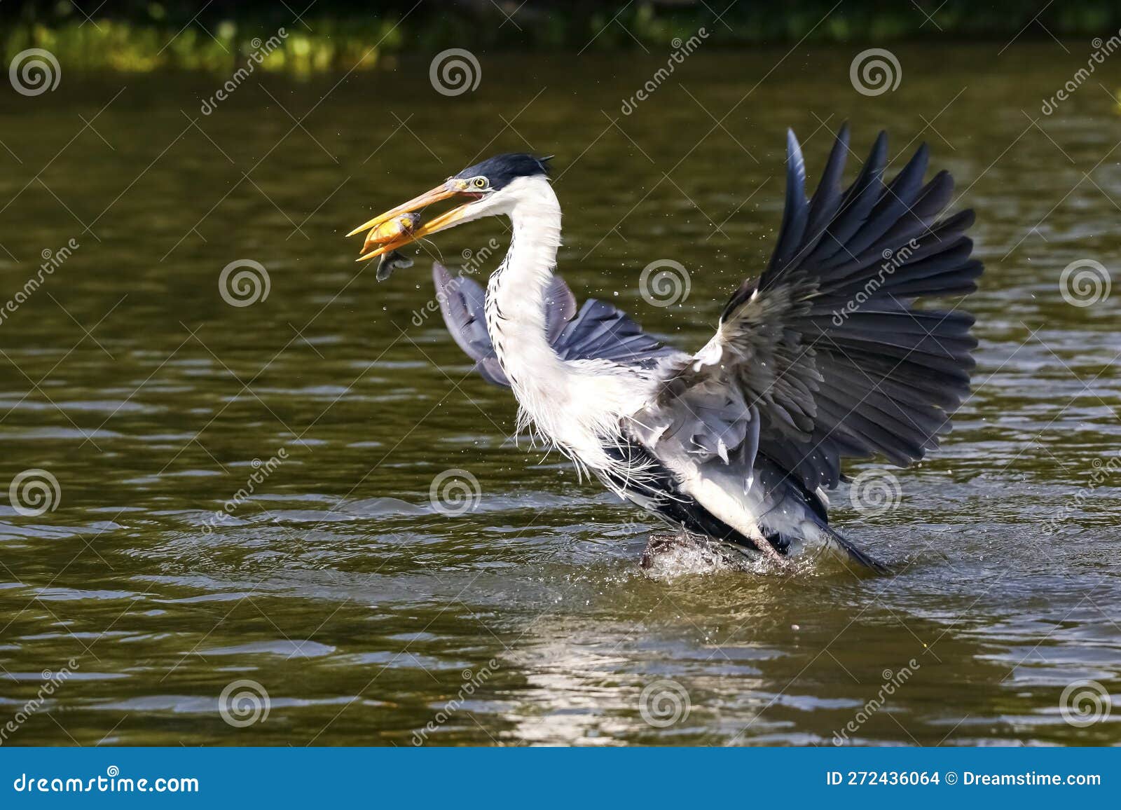 cocoi heron catching a pirhana in flight over river surface, pantanal wetlands, mato grosso, brazil