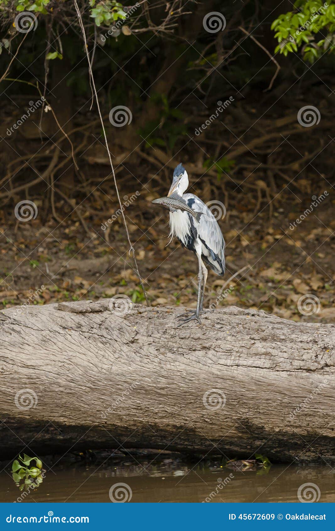 cocoi heron with spotted catfish standing on fallen tree