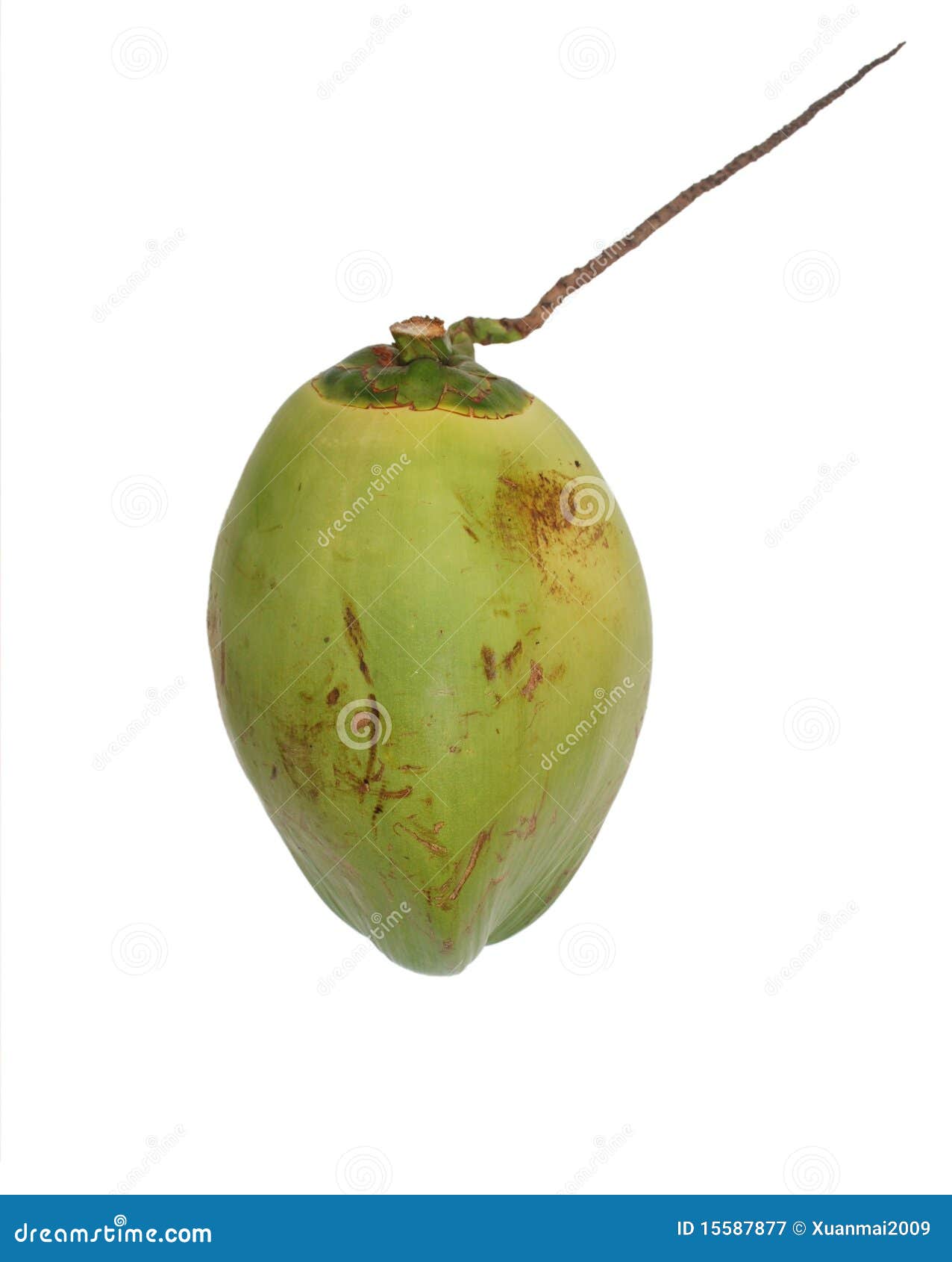 Coconut stock image. Image of culture, ingredient, plant - 15587877