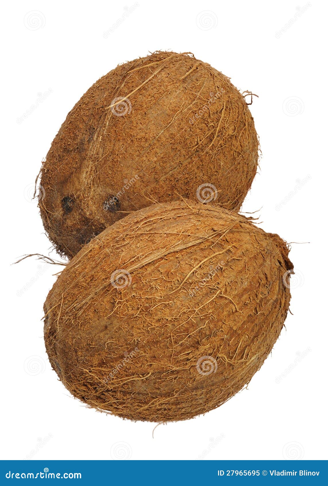 Coconut stock image. Image of fruit, exotic, hairy, tropical 27965695