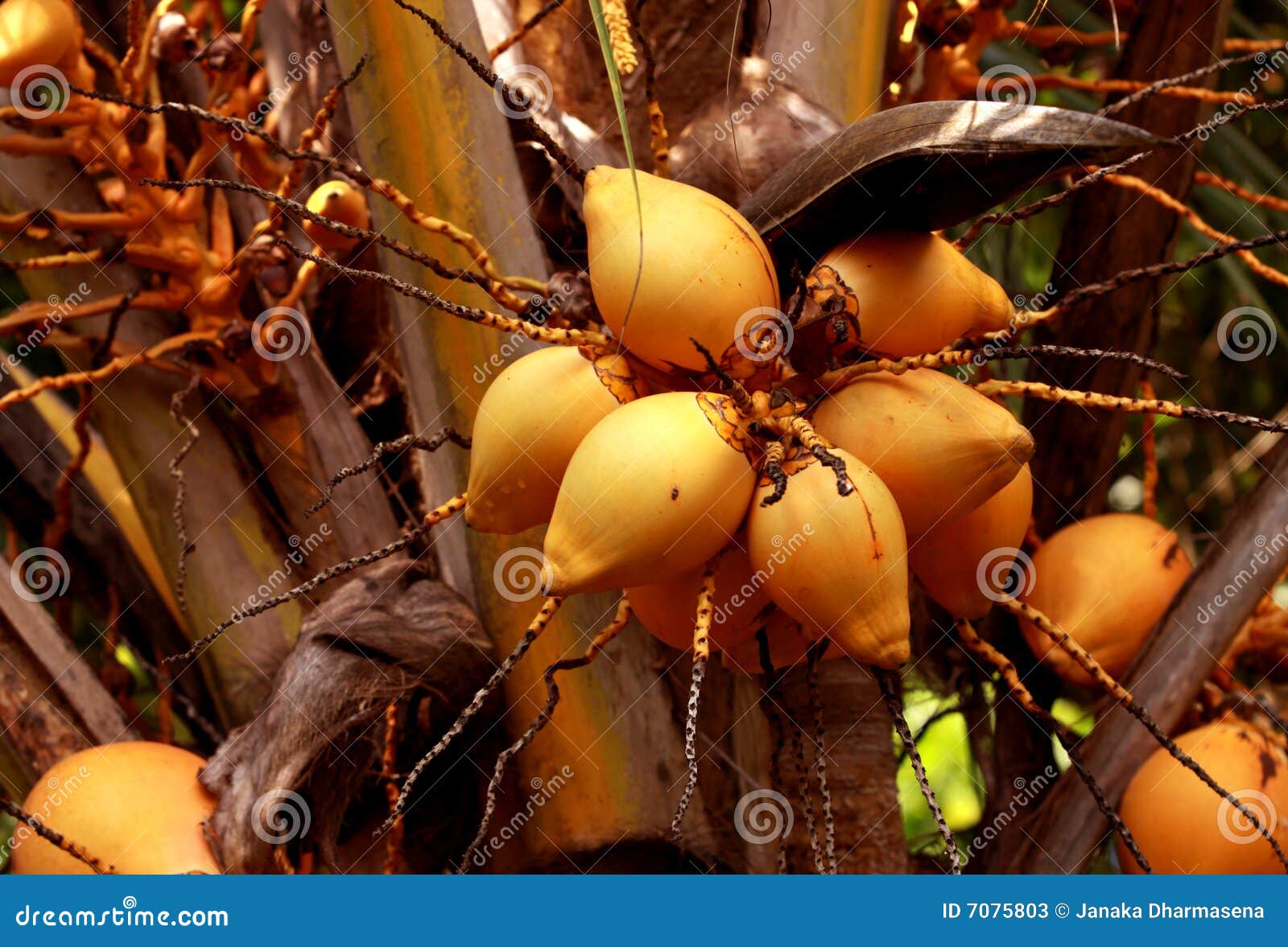 Coconut stock image. Image of cocos, cool, coconut, plant 7075803