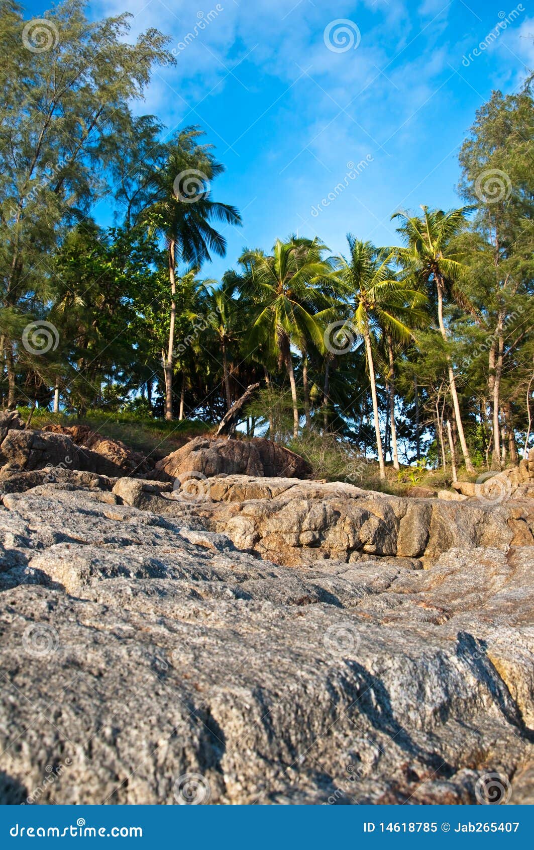 Coconut the beach stock image. Image of coco, destinations 14618785