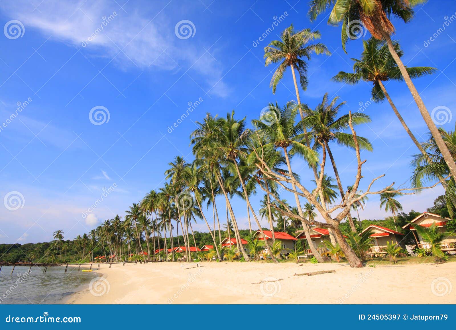 Coconut on the beach stock image. Image of beauty, coastline - 24505397