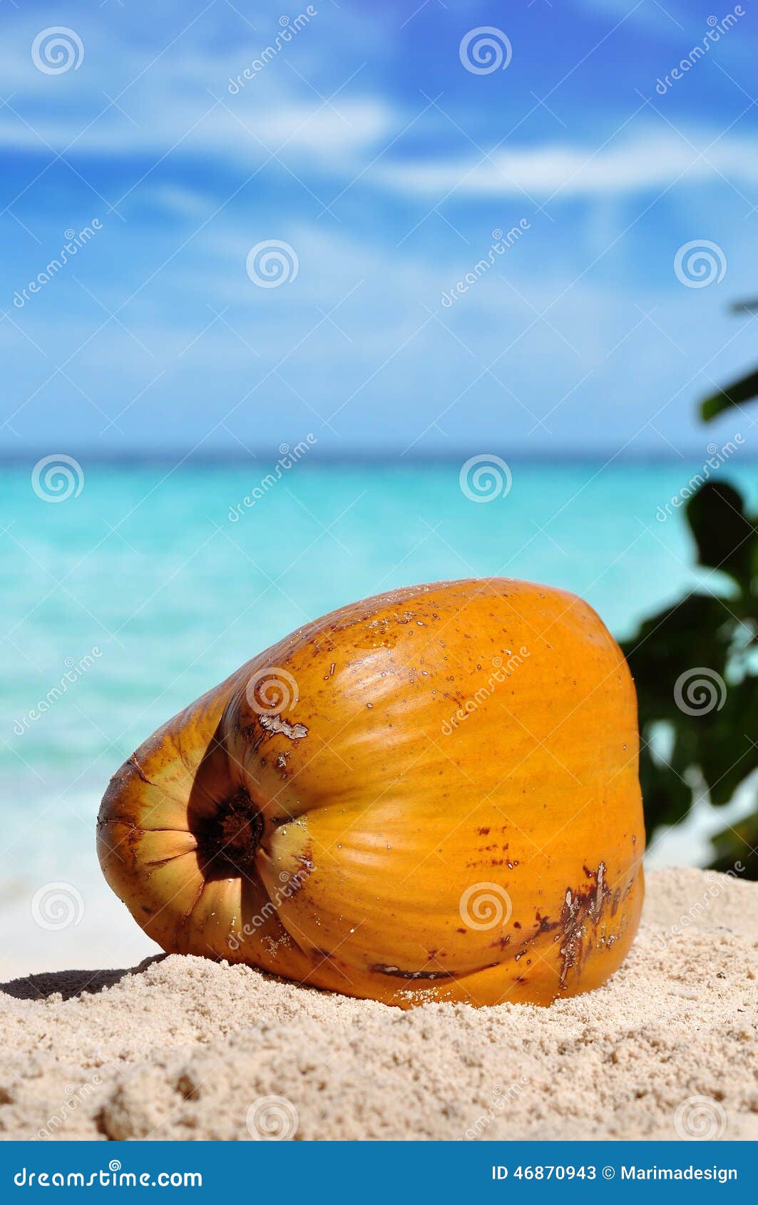 Coconut stock image. Image of timber, maldives, asia 46870943