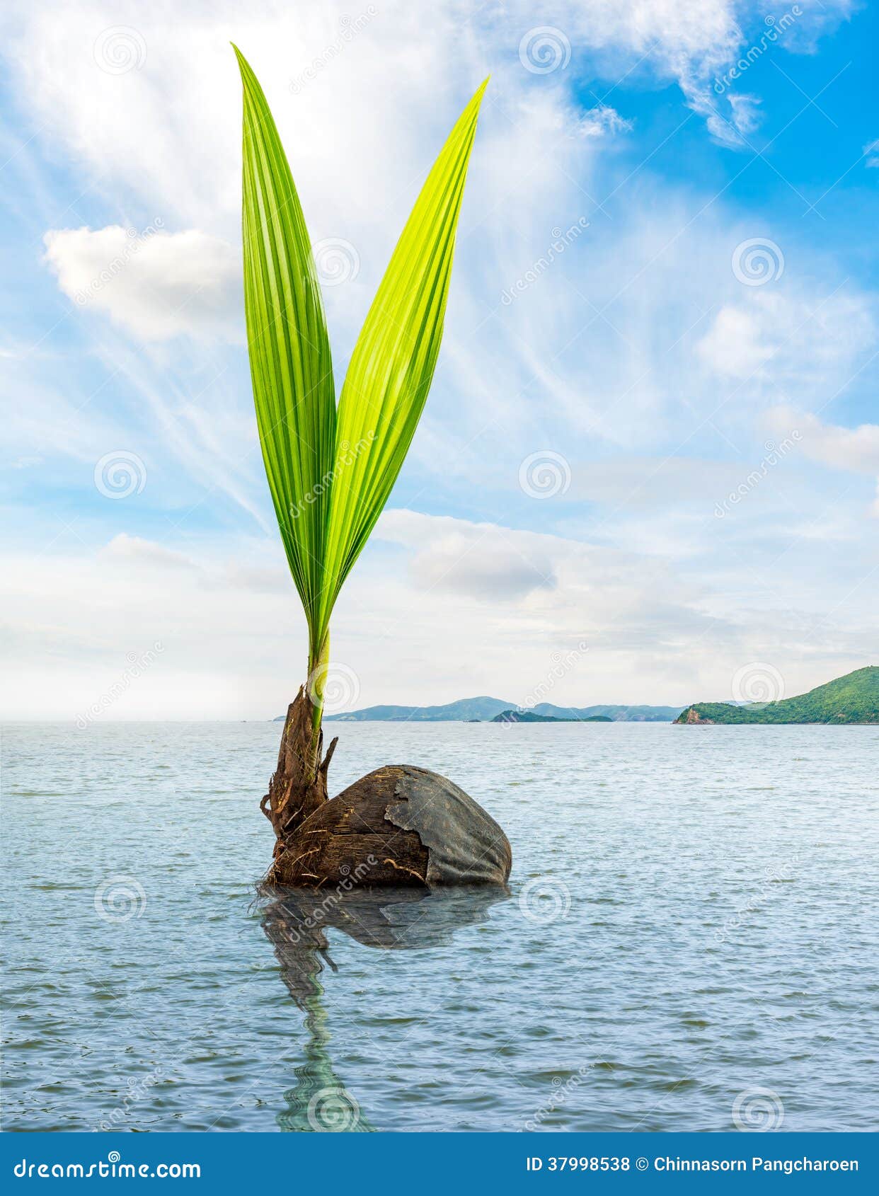 Coconut Bud Floating In The Sea Royalty Free Stock Photos  Image 