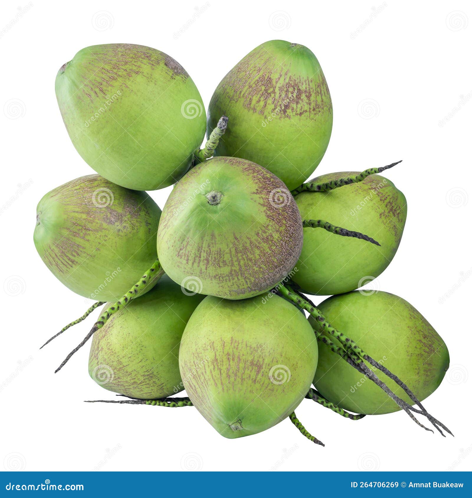 Coconut, Coconut Bunch, Coconut Young, Green Coconut, Summer Fruit Stock Image Image of