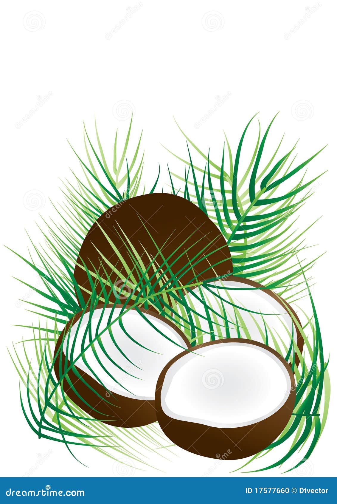 Coconut and coconut leaves stock vector. Illustration of drawn 17577660