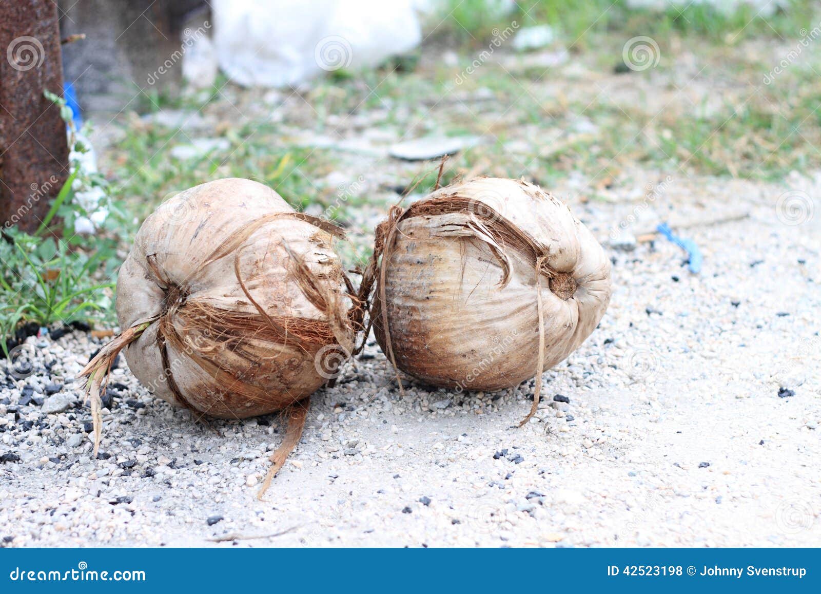 Coconut stock photo. Image of nutrition, coconut, diet 42523198