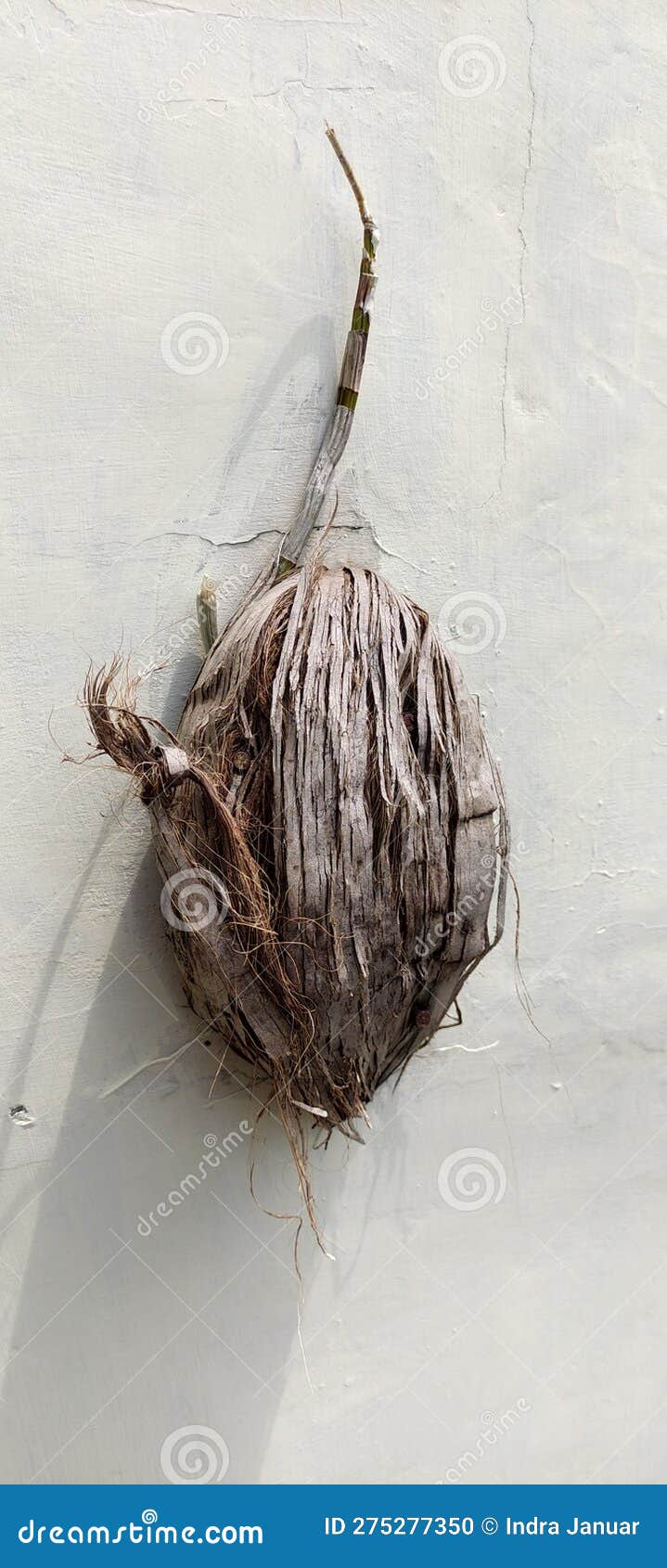 Coconut Coir Media for Orchid Cultivation Stock Photo Image of asia