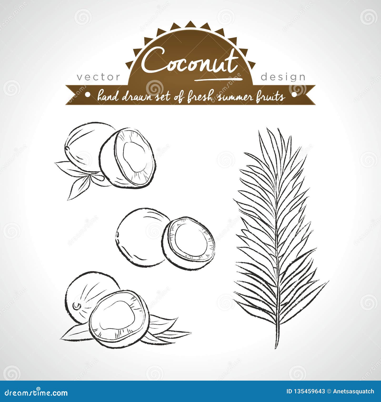 Coconut Collection of Fresh Fruits with Leaf. Vector Illustration ...