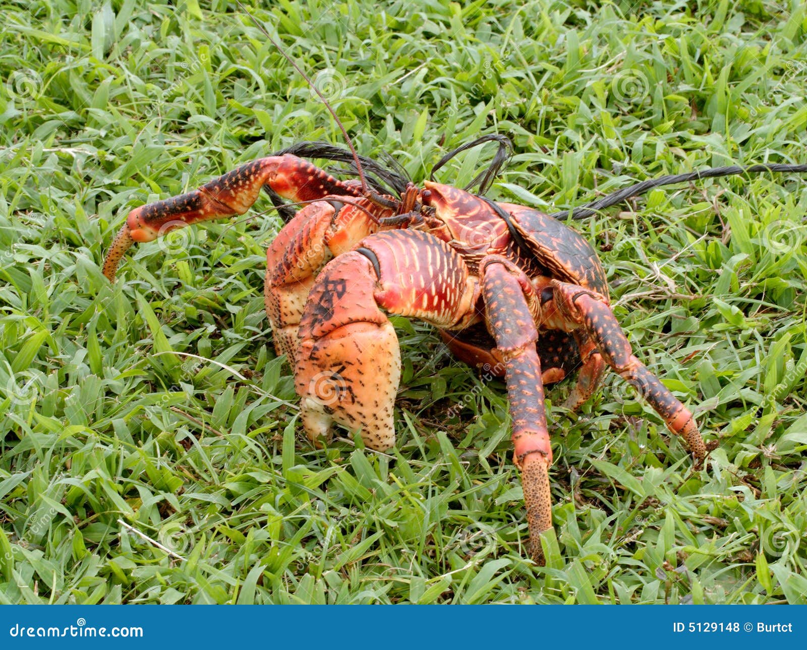 Coconut crab stock photo. Image of island, string, claws 5129148