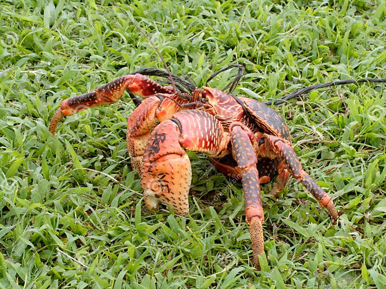 Coconut crab stock photo. Image of island, string, claws - 5129148