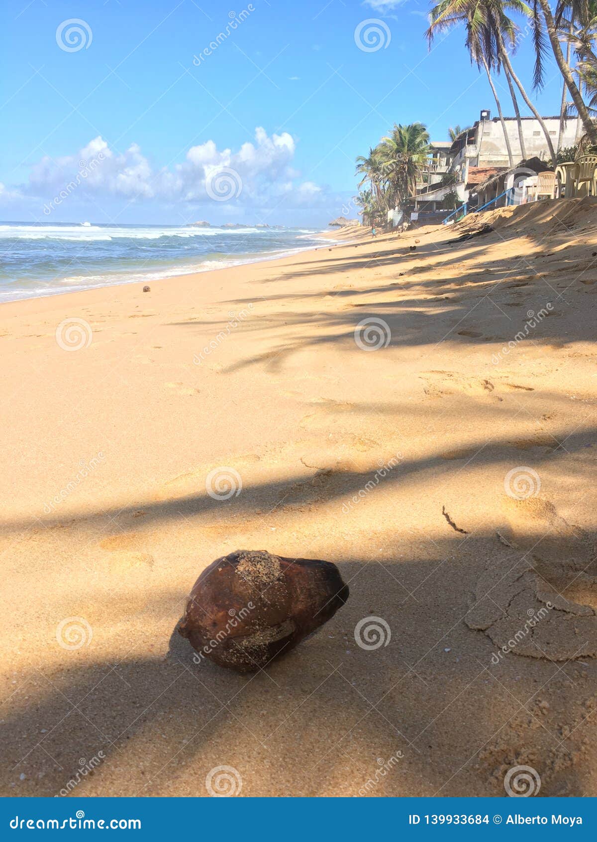 coconut fallen on sri lanka beach