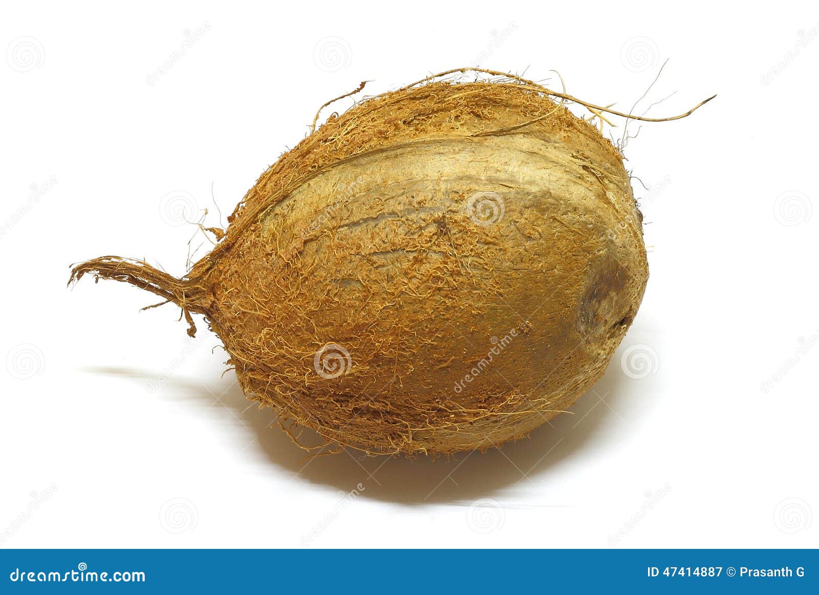 Coconut stock image. Image of shape, unusual, nature 47414887