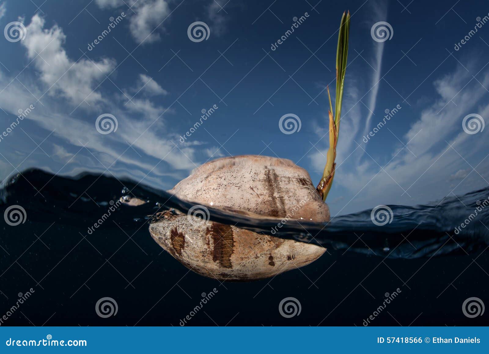 Coconut Floating in Tropical Pacific Stock Photo - Image of coral ...