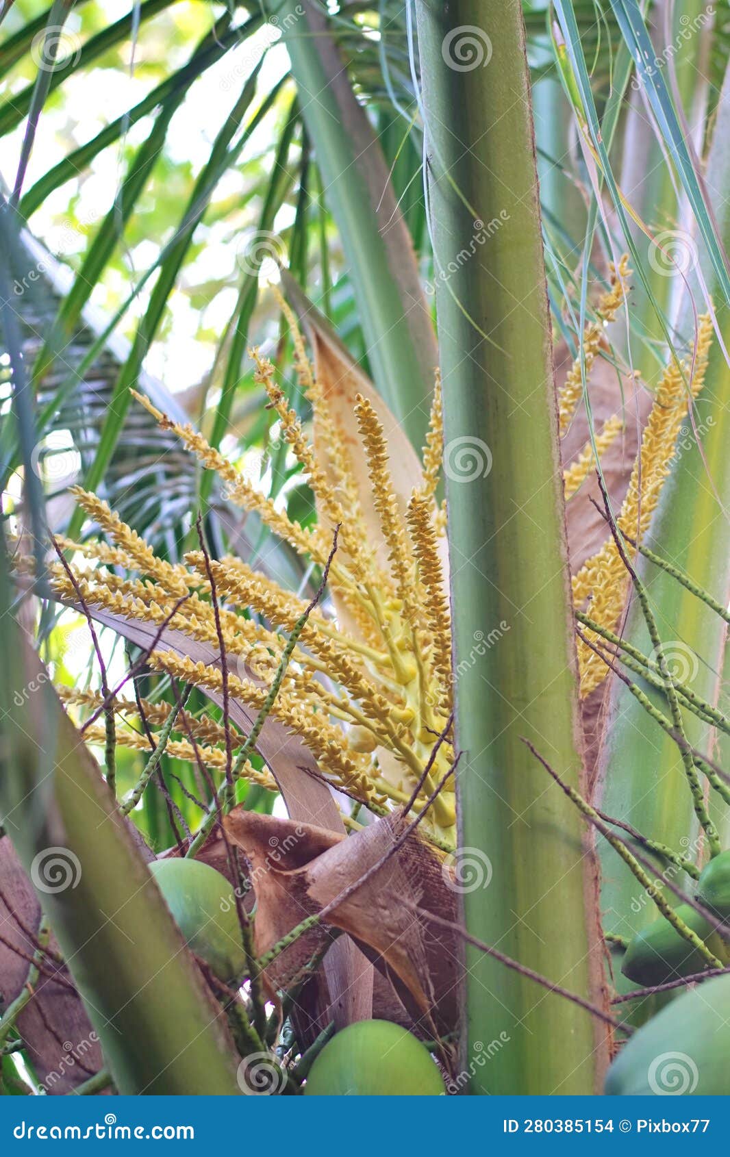 Coconut Flower Blossom on Tree Editorial Stock Image Image of garden