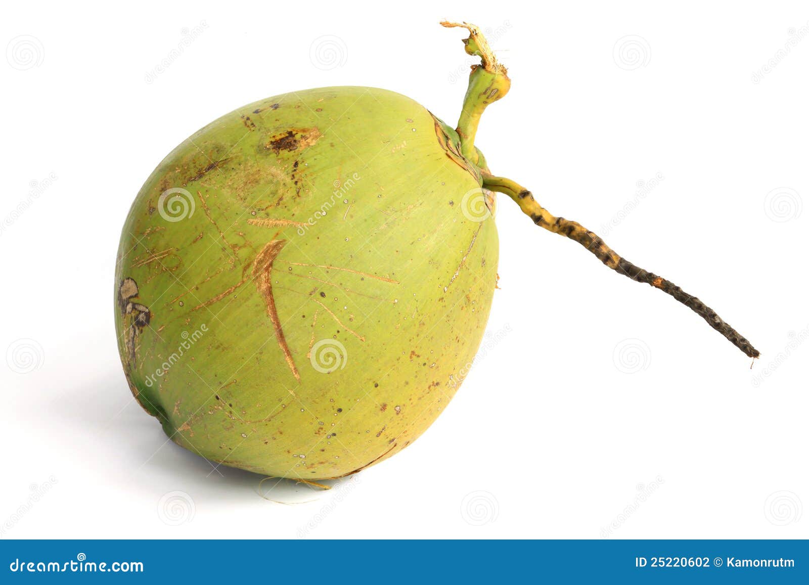Coconut Fruit stock photo. Image of gourmet, fruit, food - 25220602