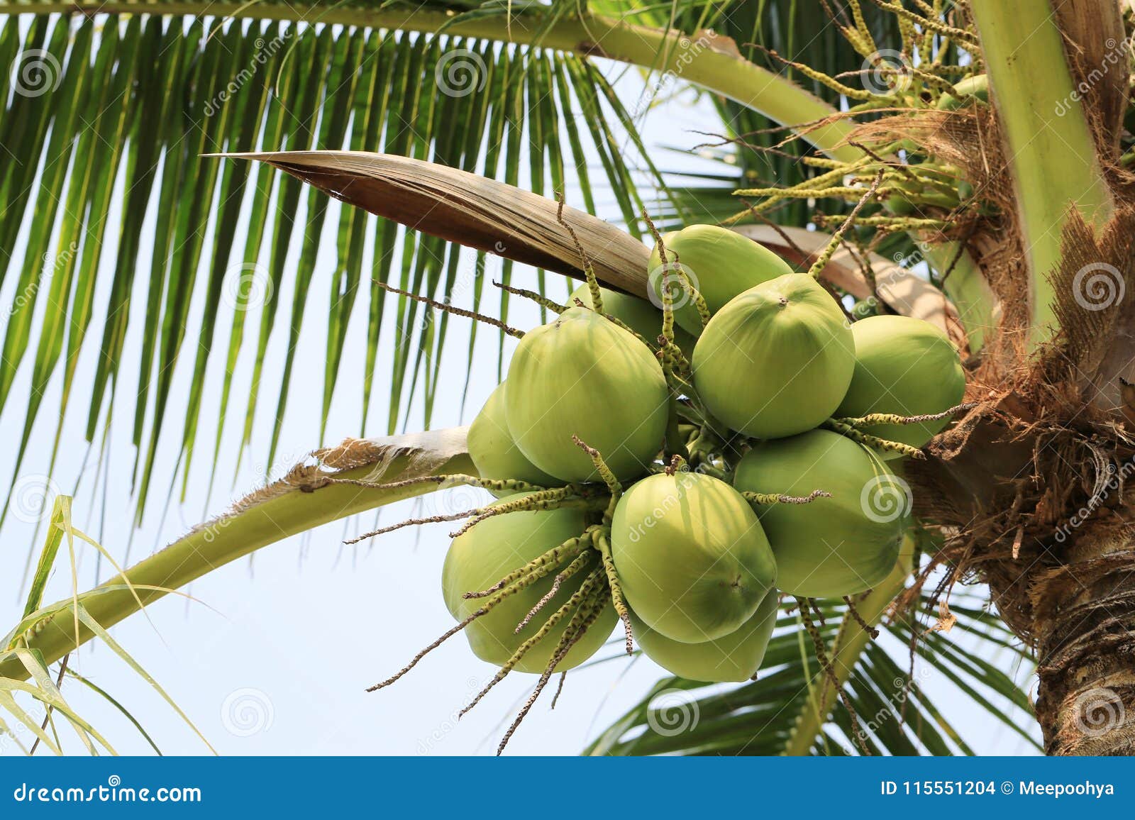 Coconut Fruit On Coconut Tree In Garden Thailand. Stock Photo - Image ...