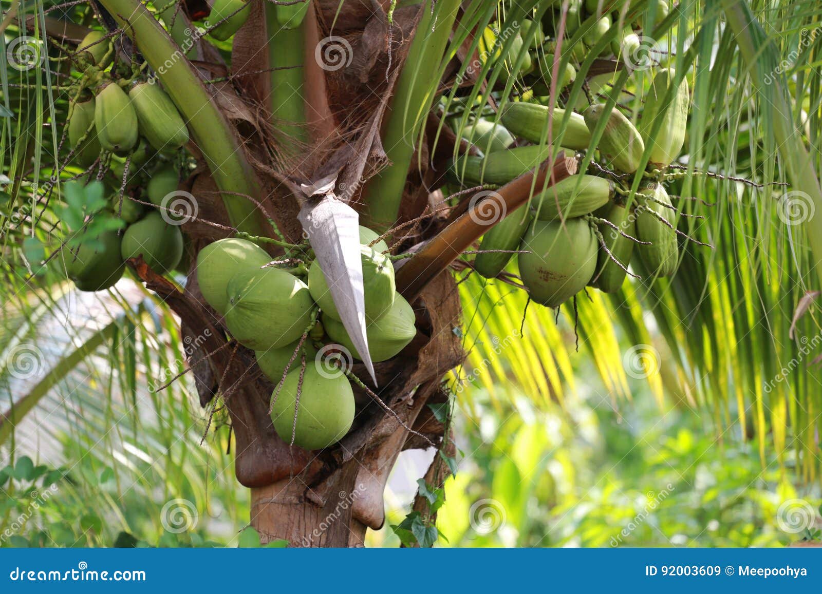 Coconut Fruit On Coconut Tree In Garden Thailand. Stock Image - Image ...