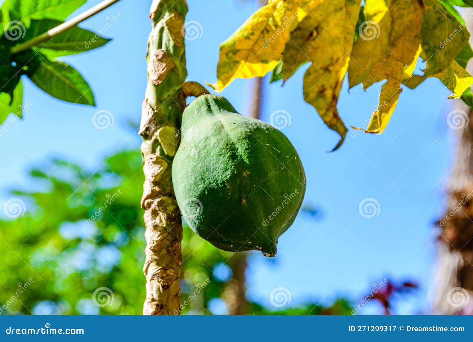 Coconut Fruit on a Coconut Palm Tree. Tropical Vegetation Stock Image