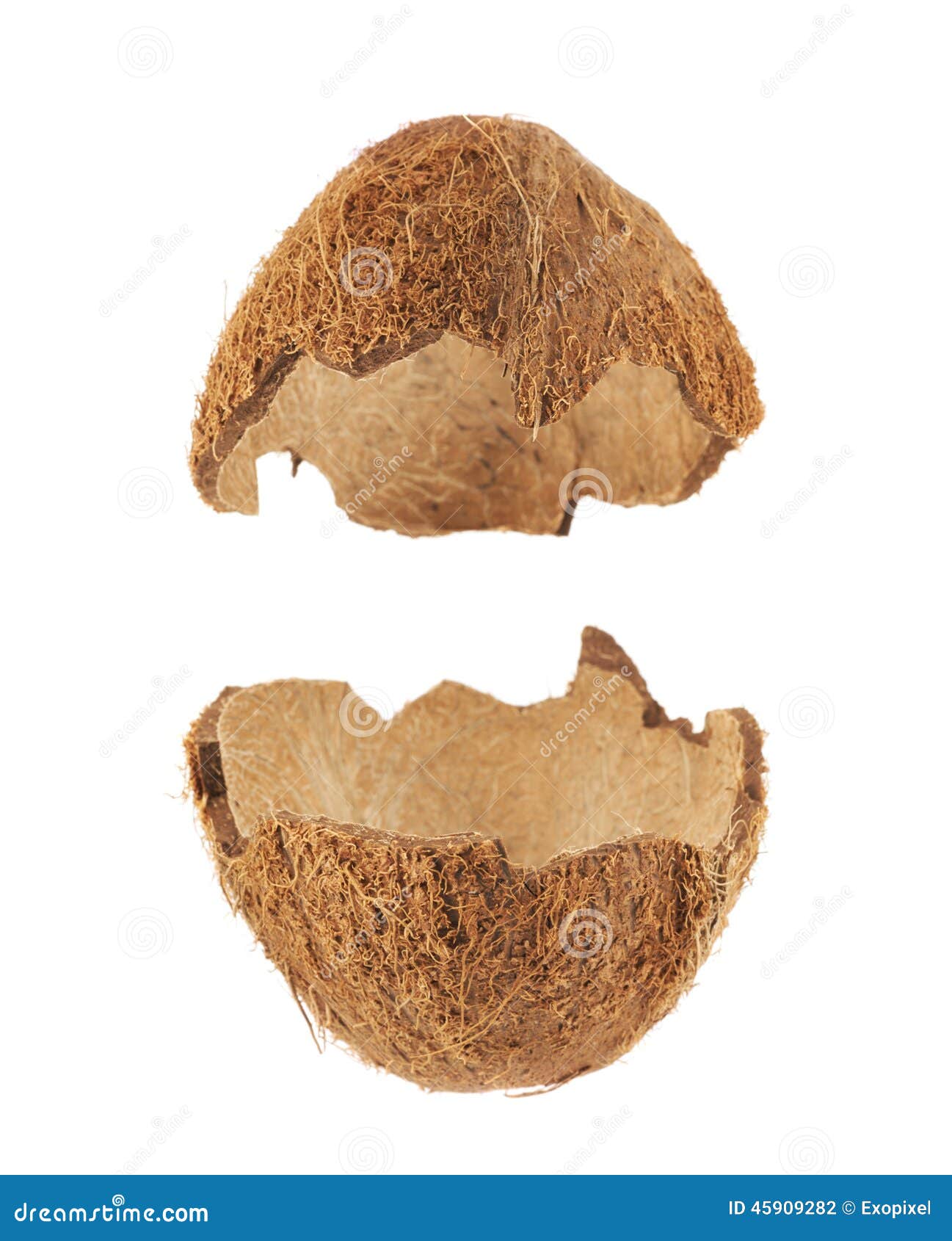 Coconut Fruit Shell Cut in Half Stock Photo Image of husk, fresh