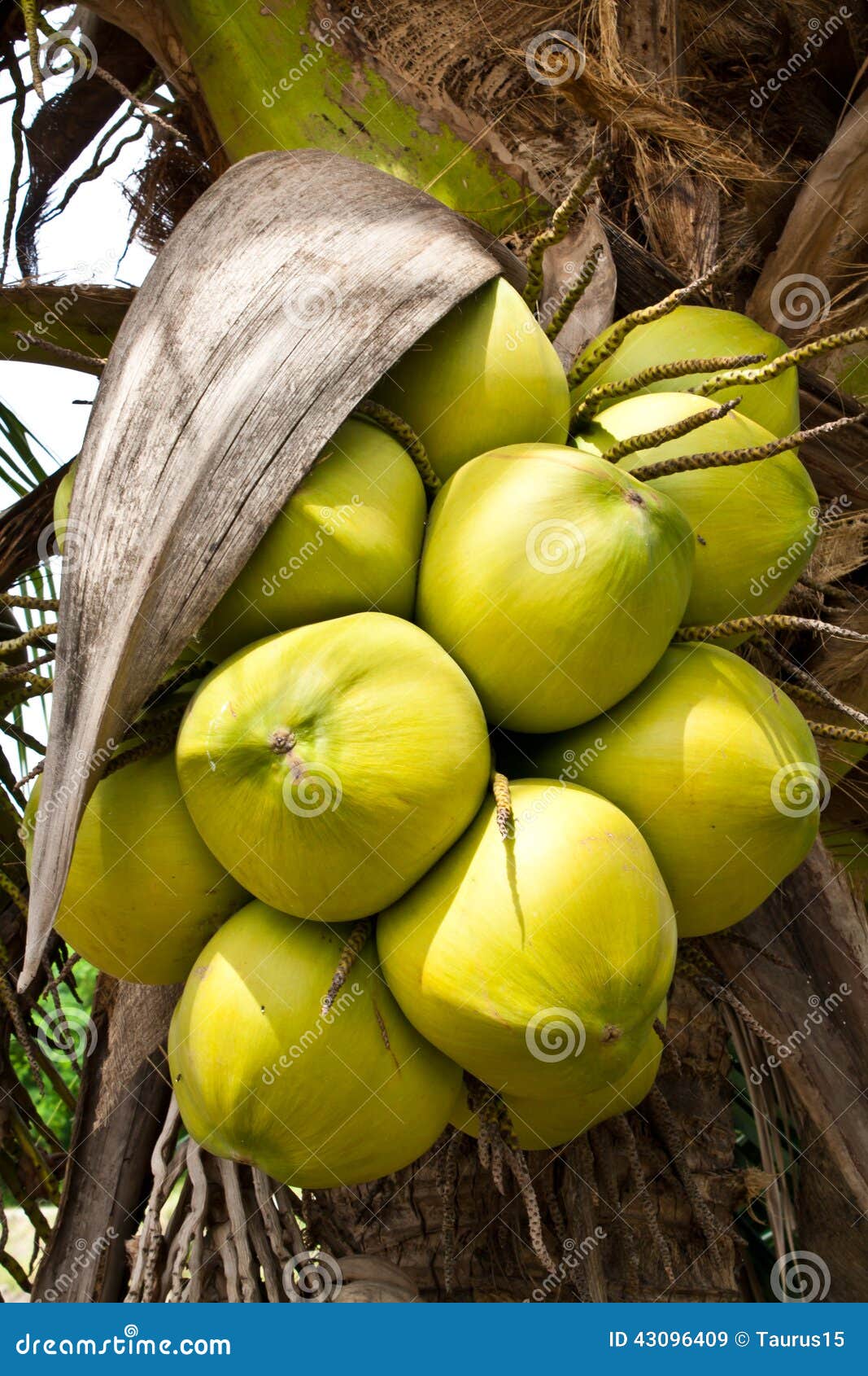 Coconut Fruit stock image. Image of palm, seed, flower 43096409