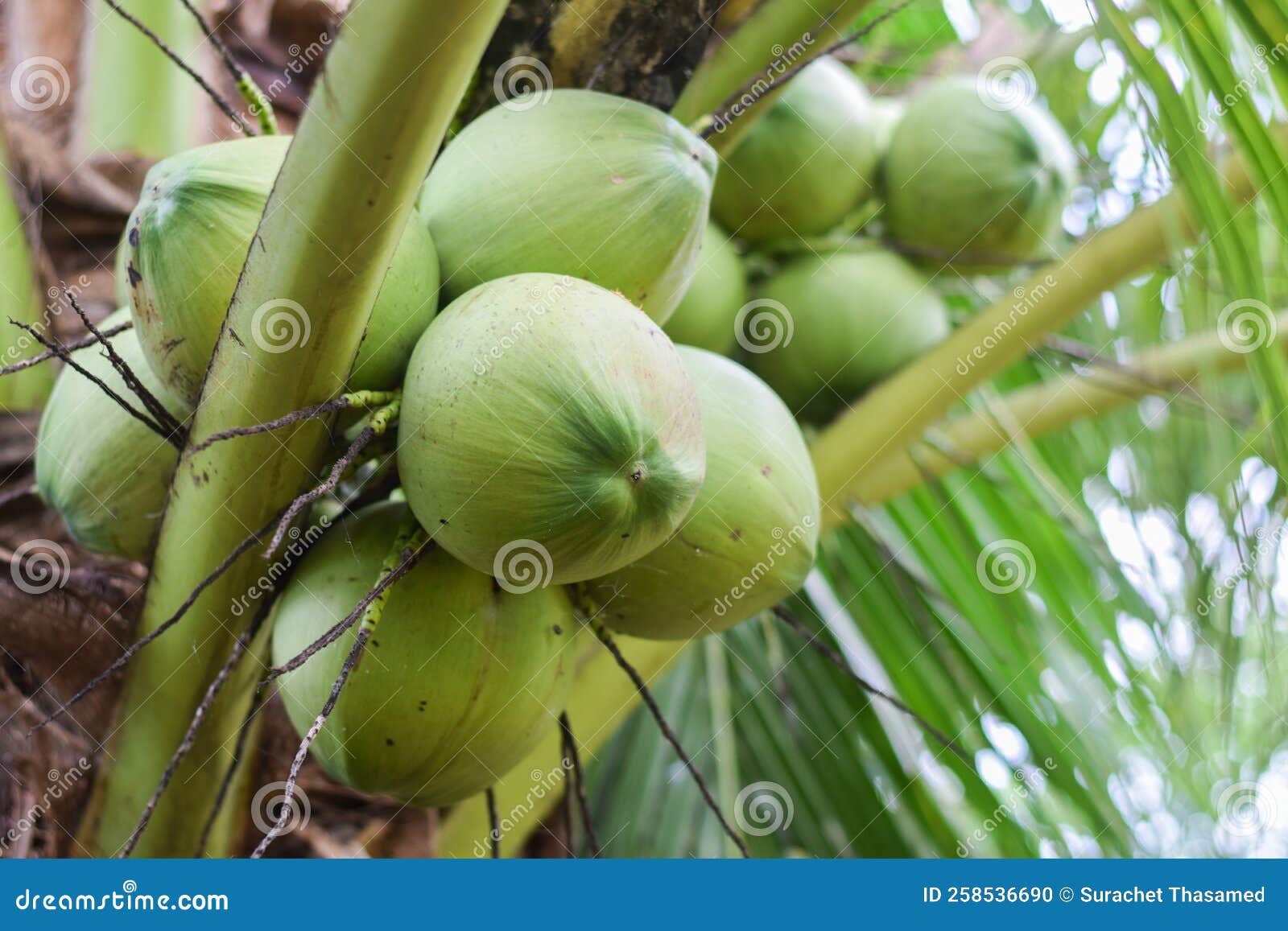 Coconut Fruit on Tree. Coconut Agriculture Concept Stock Photo Image