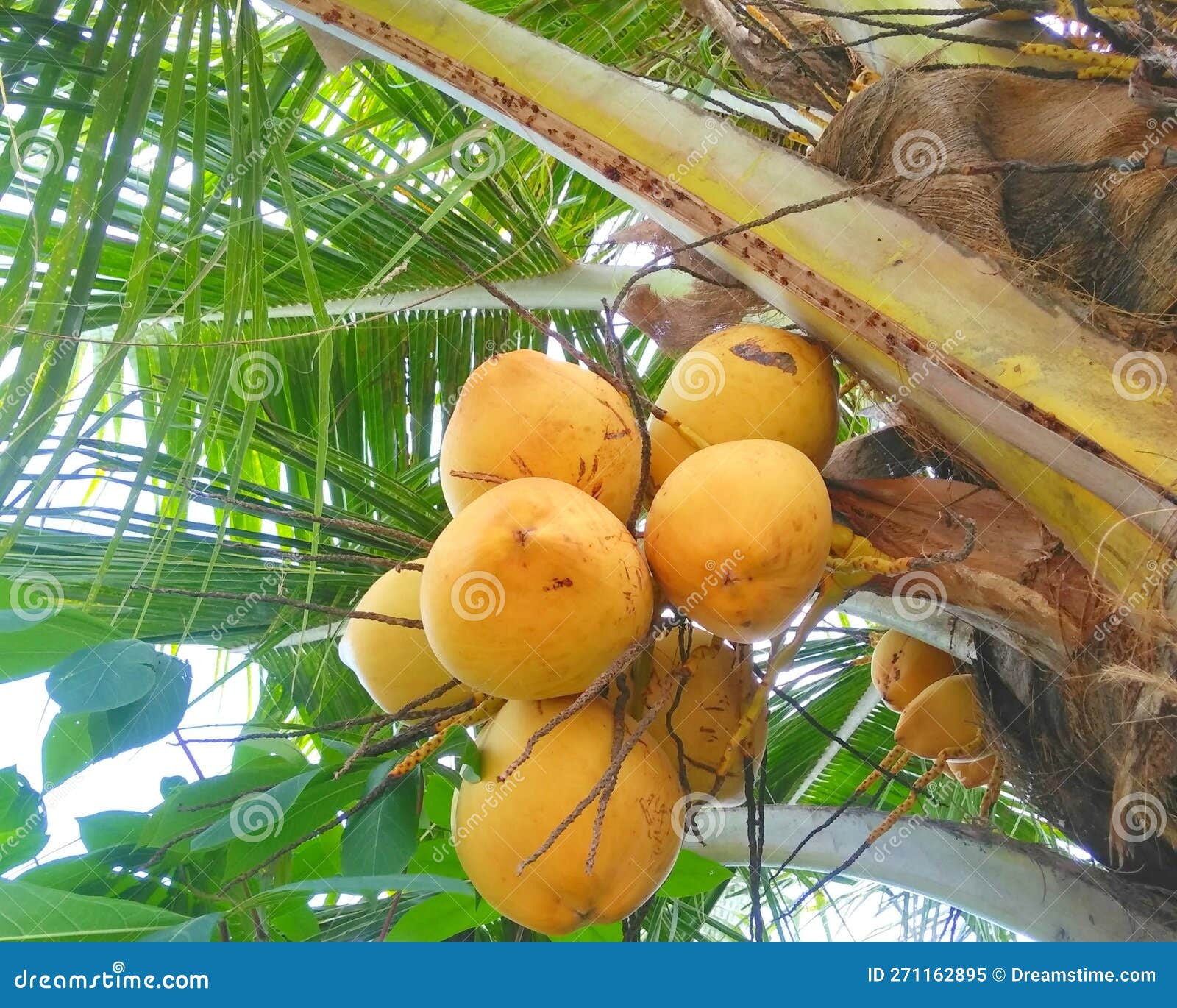 Coconut fruit on tree stock image. Image of produce 271162895