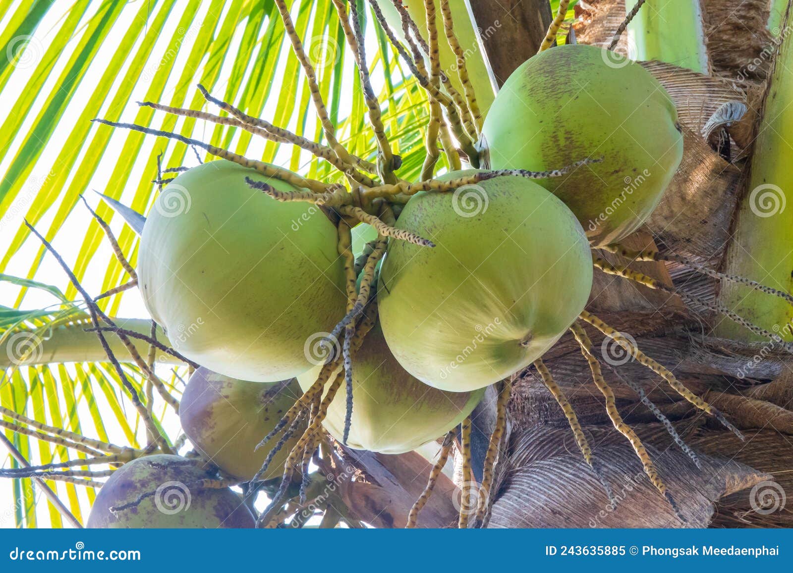Coconut Fruit on the Coconut Tree or Palm Tree. Stock Image Image of
