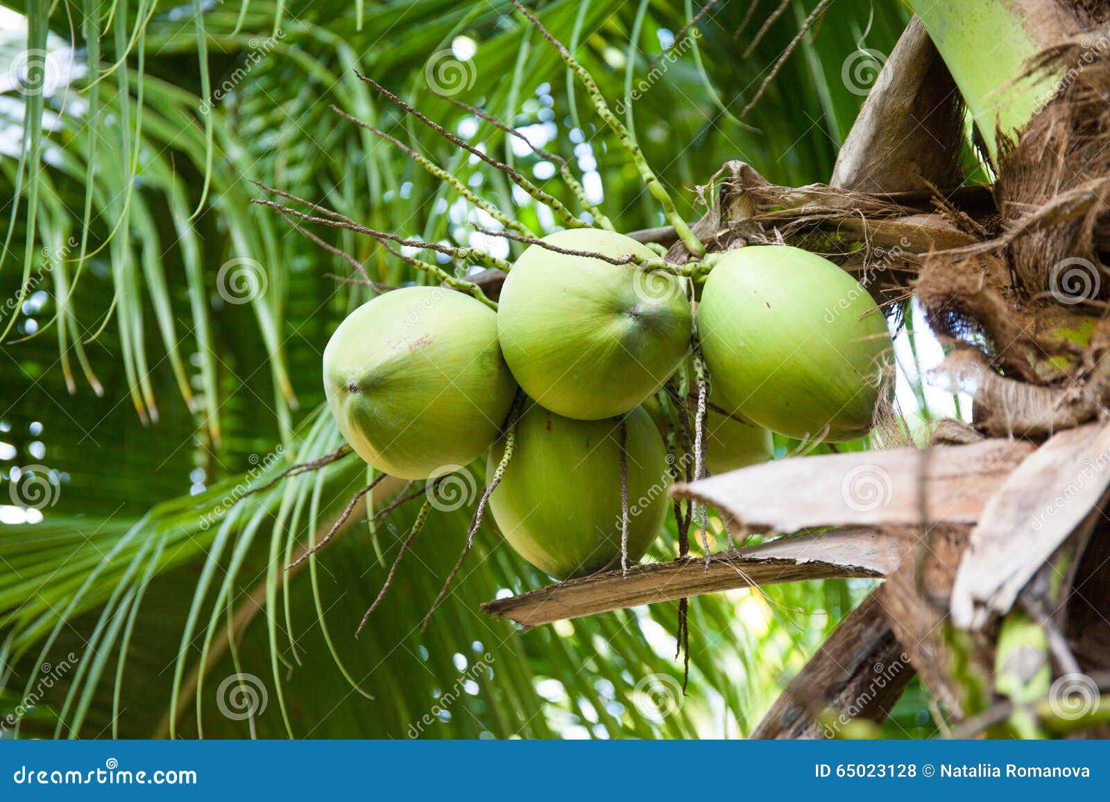 Coconut stock photo. Image of garden, asia, climate, lifestyle 65023128