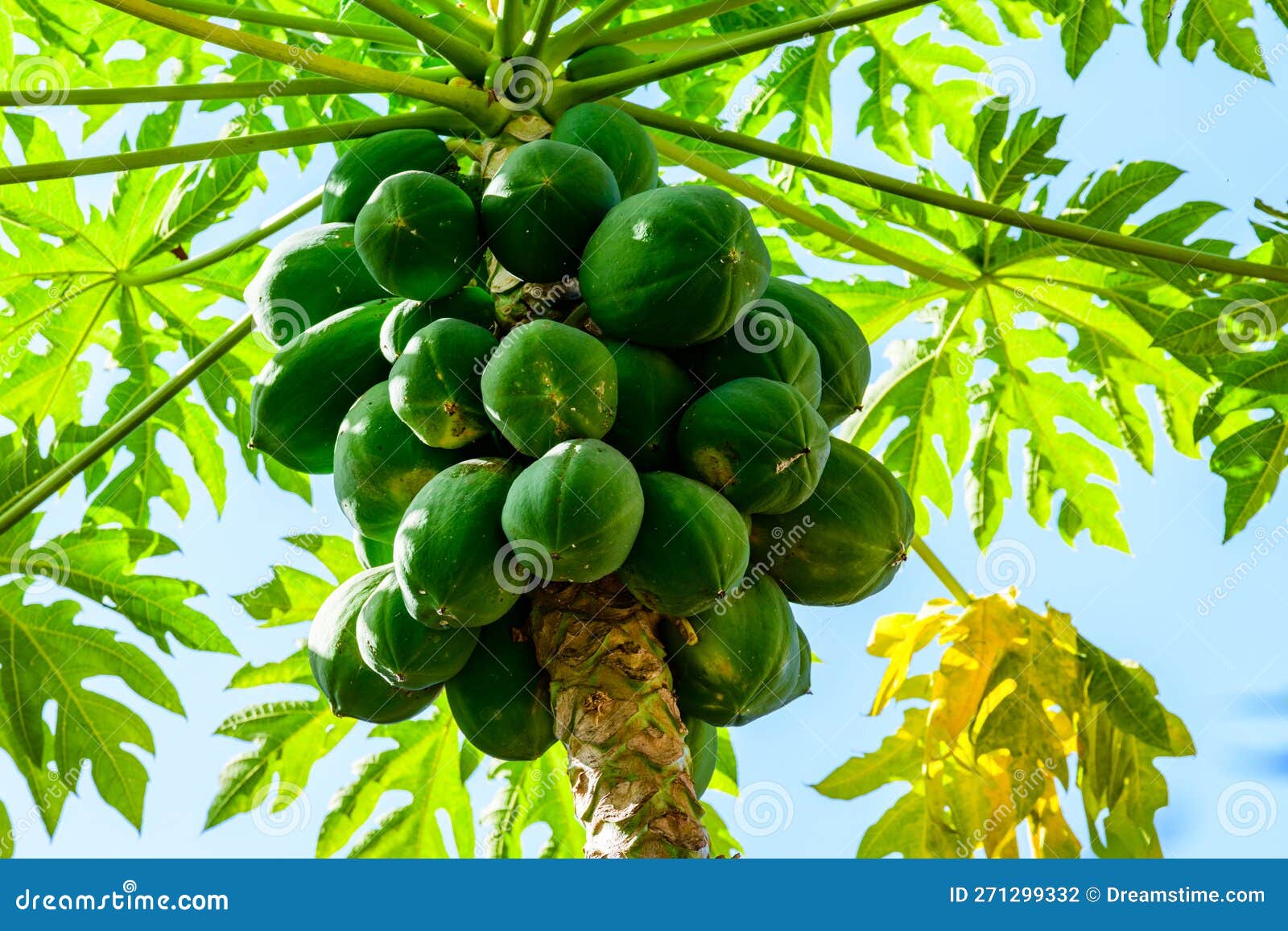 Coconut Fruits on a Coconut Palm Tree. Tropical Vegetation Stock Photo