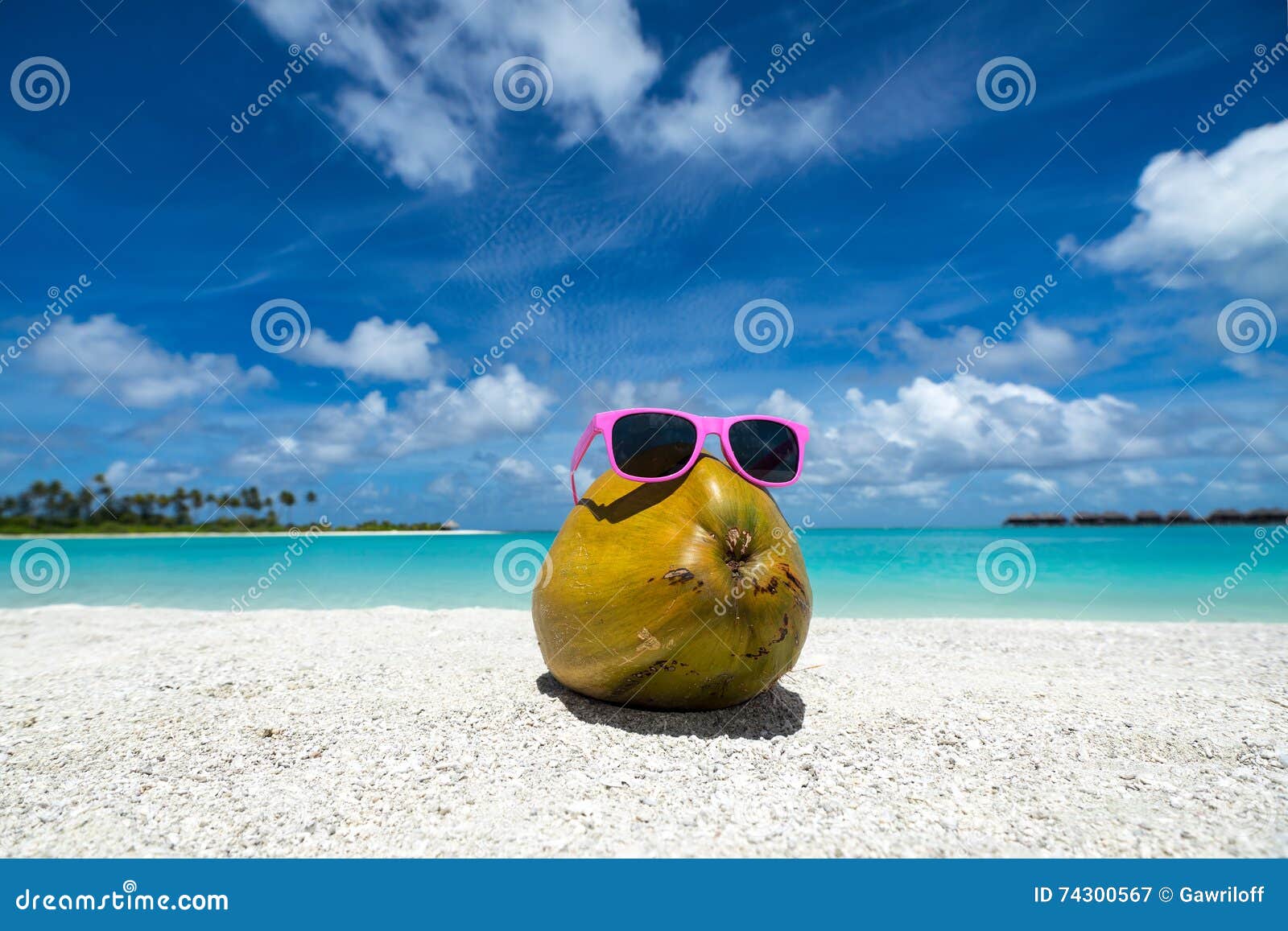 Coconut Funny Wearing Sunglasses on the Beach Stock Image Image of