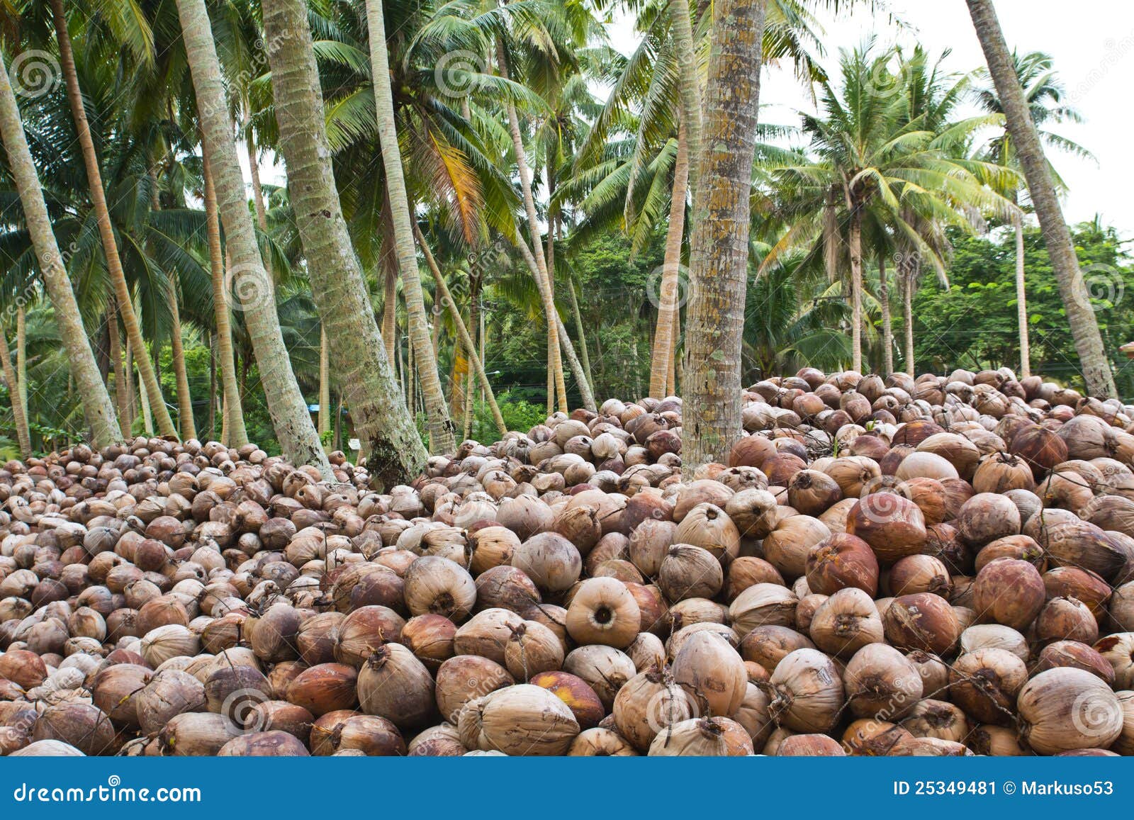 Coconut garden stock image. Image of agriculture, food 25349481