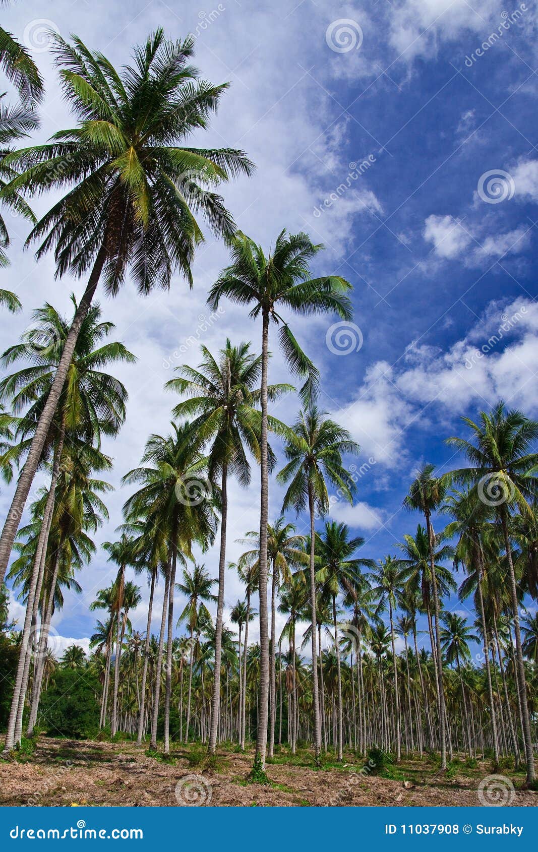 Coconut garden in Thailand stock photo. Image of grass 11037908