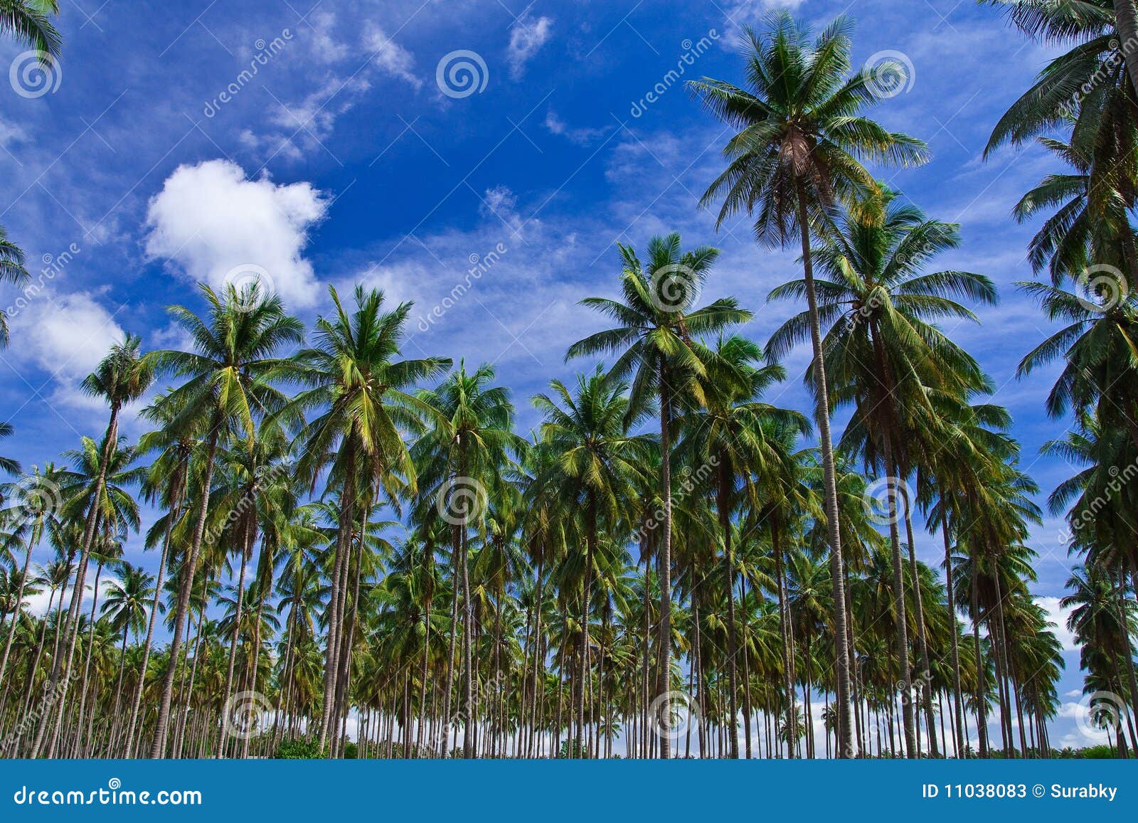 Coconut garden in Thailand stock image. Image of landscape 11038083