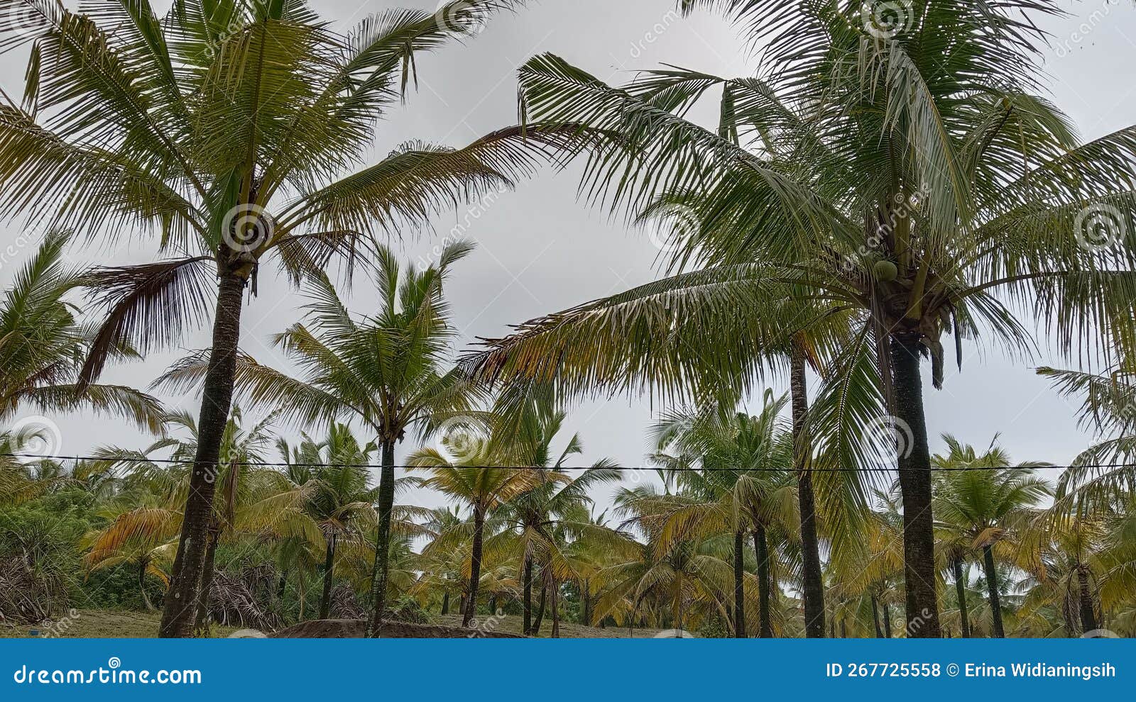 Coconut garden so many stock photo. Image of tropics 267725558