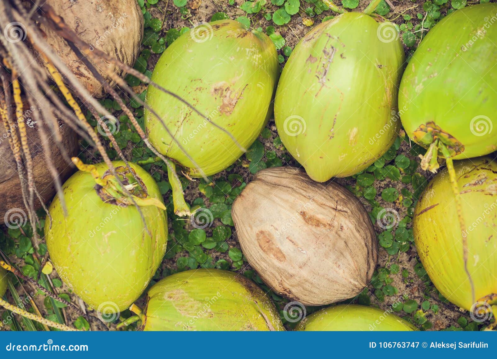 Coconut green on the grass stock image. Image of natural 106763747
