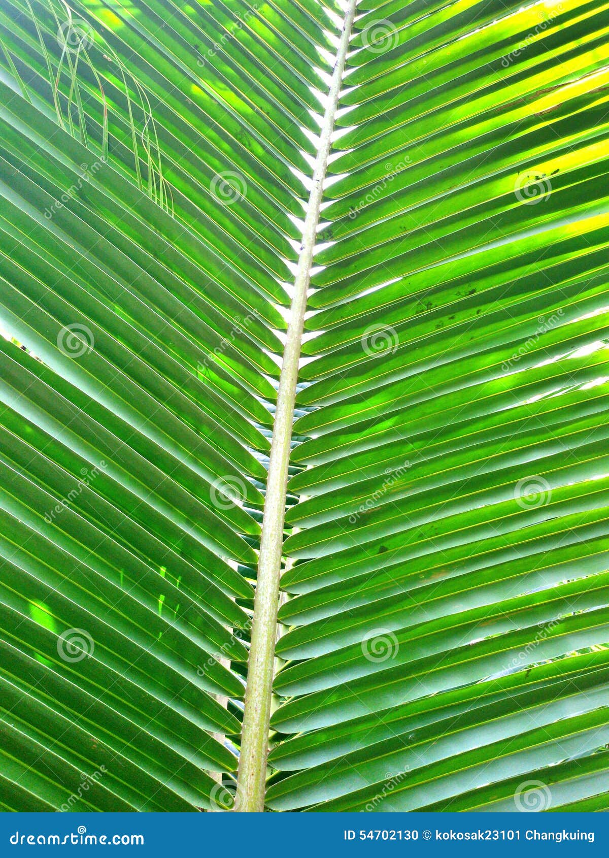 Coconut Green leaf stock photo. Image of coconutpalmpalm 54702130