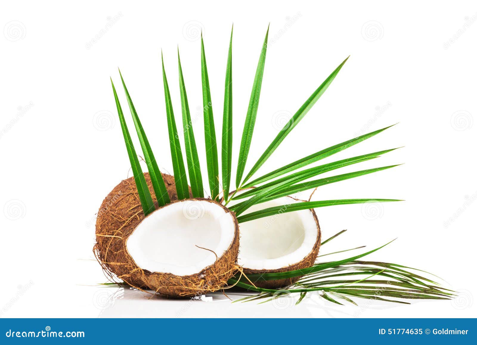 Coconut with green leaf stock image. Image of isolated 51774635